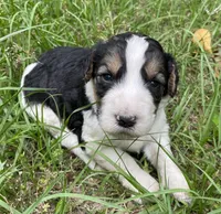 Bunny, a female Aussiedoodle for sale in Malvern, AR – 3 of 7