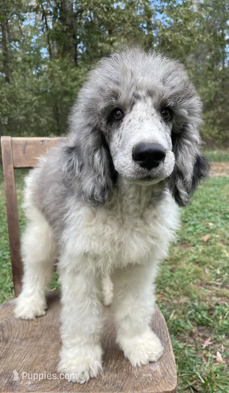 Jules – Poodle - Standard  puppy for sale in Malvern, AR