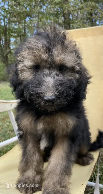 Juliet – Soft Coated Wheaten Terrier, Poodle - Standard  puppy for sale in Malvern, AR