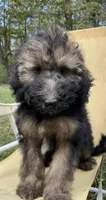 Juliet, a female Soft Coated Wheaten Terrier and Poodle - Standard  for sale in Malvern, AR – 1 of 7