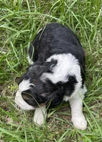Bunny, a female Aussiedoodle for sale in Malvern, AR – 4 of 7