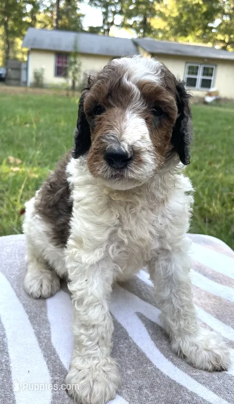 Pascal – Poodle - Standard  puppy for sale in Malvern, AR