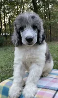 Jules, a male Poodle - Standard  for sale in Malvern, AR – 5 of 10