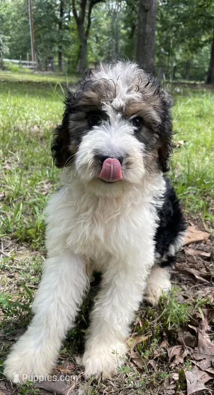 Bunny – Aussiedoodle puppy for sale in Malvern, AR
