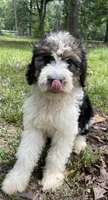 Bunny, a female Aussiedoodle for sale in Malvern, AR – 1 of 8