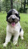 Gene, a male Aussiedoodle for sale in Malvern, AR – 6 of 6