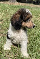 Remi, a male Poodle - Standard  for sale in Malvern, AR – 7 of 10