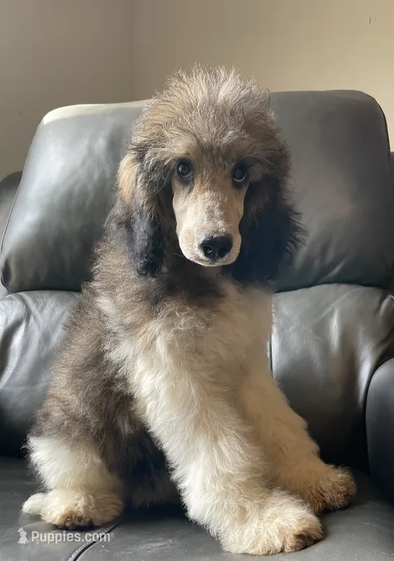 Paris – Poodle - Standard  puppy for sale in Malvern, AR