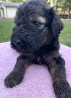 Juliet, a female Poodle - Standard  for sale in Malvern, AR – 2 of 3