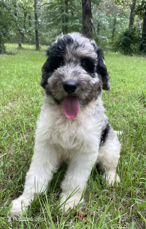 Gene – Aussiedoodle puppy for sale in Malvern, AR