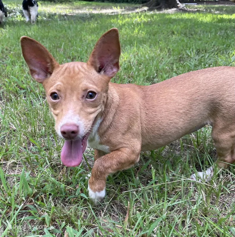 Tawny – Rat Terrier puppy for sale in Malvern, AR