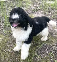 Mulberry, a female Aussiedoodle for sale in Malvern, AR – 3 of 4
