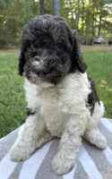 Chanel, a female Poodle - Standard  for sale in Malvern, AR – 2 of 3