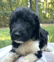 Hugo, a male Poodle - Standard  for sale in Malvern, AR – 3 of 3