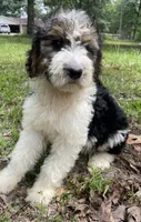 Bunny, a female Aussiedoodle for sale in Malvern, AR – 6 of 8