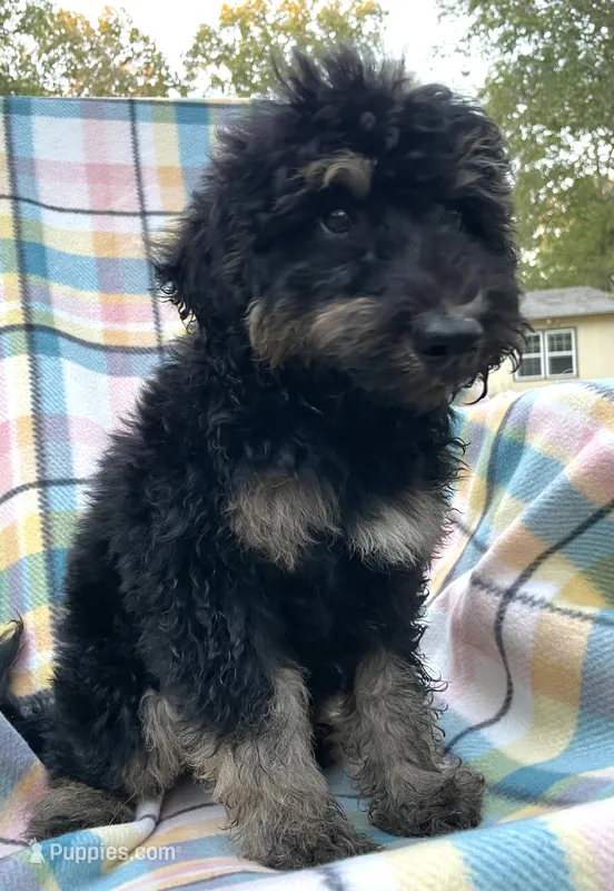 Leo – Soft Coated Wheaten Terrier, Poodle - Standard  puppy for sale in Malvern, AR