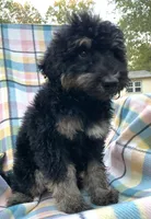 Leo, a male Soft Coated Wheaten Terrier and Poodle - Standard  for sale in Malvern, AR – 1 of 7