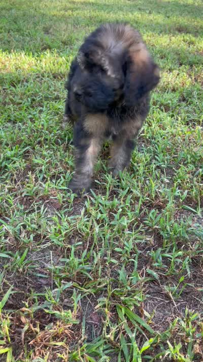 Juliet, a female Soft Coated Wheaten Terrier and Poodle - Standard  for sale in Malvern, AR – 7 of 7