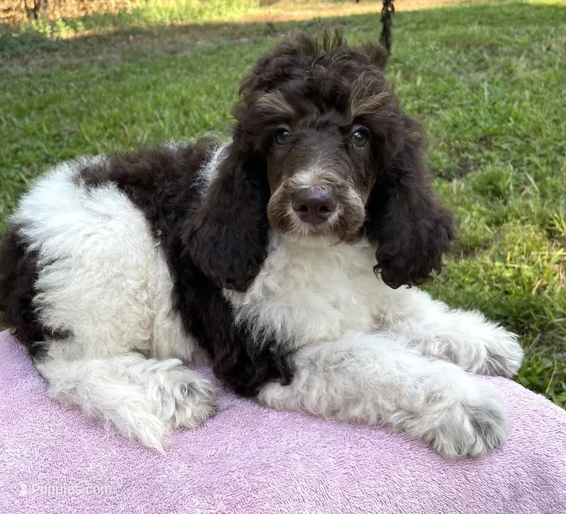 Chanel – Poodle - Standard  puppy for sale in Malvern, AR