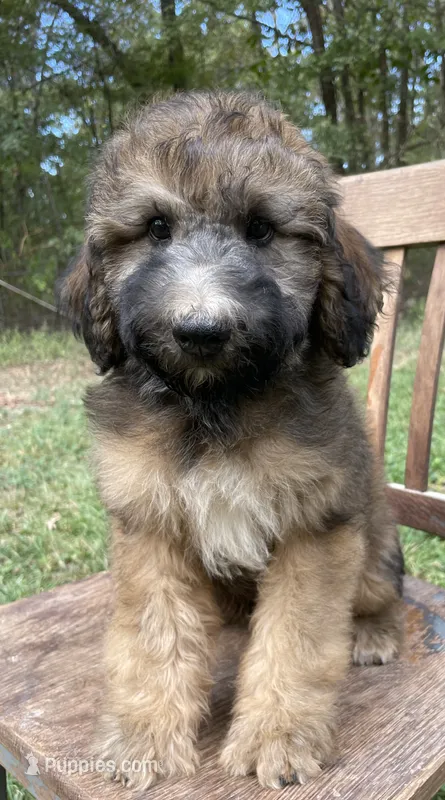 Raphael – Soft Coated Wheaten Terrier, Poodle - Standard  puppy for sale in Malvern, AR