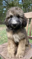Raphael, a male Soft Coated Wheaten Terrier and Poodle - Standard  for sale in Malvern, AR – 1 of 8