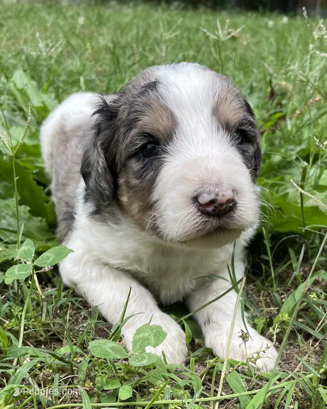 Johnny – Aussiedoodle puppy for sale in Malvern, AR
