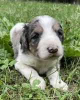 Johnny, a male Aussiedoodle for sale in Malvern, AR – 1 of 8