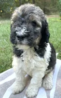 Paris, a female Poodle - Standard  for sale in Malvern, AR – 2 of 3