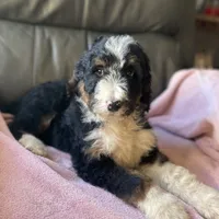 Leah, a female Bernedoodle for sale in Malvern, AR – Photo 1 of 9
