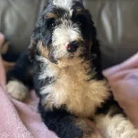Leah, a female Bernedoodle for sale in Malvern, AR – Photo 4 of 9
