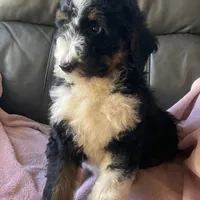 Leah, a female Bernedoodle for sale in Malvern, AR – Photo 3 of 9