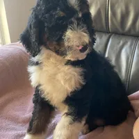Leah, a female Bernedoodle for sale in Malvern, AR – Photo 6 of 9