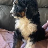 Leah, a female Bernedoodle for sale in Malvern, AR – Photo 7 of 9