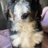 Leah, a female Bernedoodle for sale in Malvern, AR – Photo 5 of 9