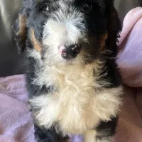 Leah, a female Bernedoodle for sale in Malvern, AR – Photo 2 of 9