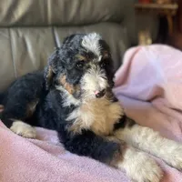 Leah, a female Bernedoodle for sale in Malvern, AR – Photo 8 of 9