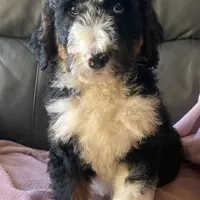 Leah, a female Bernedoodle for sale in Malvern, AR – Photo 9 of 9