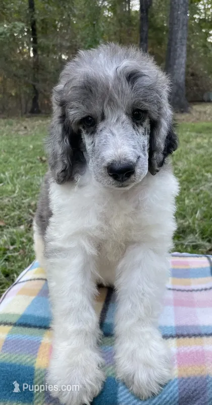 Jules – Poodle - Standard  puppy for sale in Malvern, AR