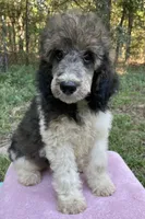 Paris, a female Poodle - Standard  for sale in Malvern, AR – 4 of 6