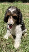 Remi, a male Poodle - Standard  for sale in Malvern, AR – 2 of 10