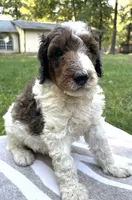 Pascal, a male Poodle - Standard  for sale in Malvern, AR – 3 of 7