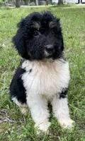 Dolly, a female Aussiedoodle for sale in Malvern, AR – 3 of 7