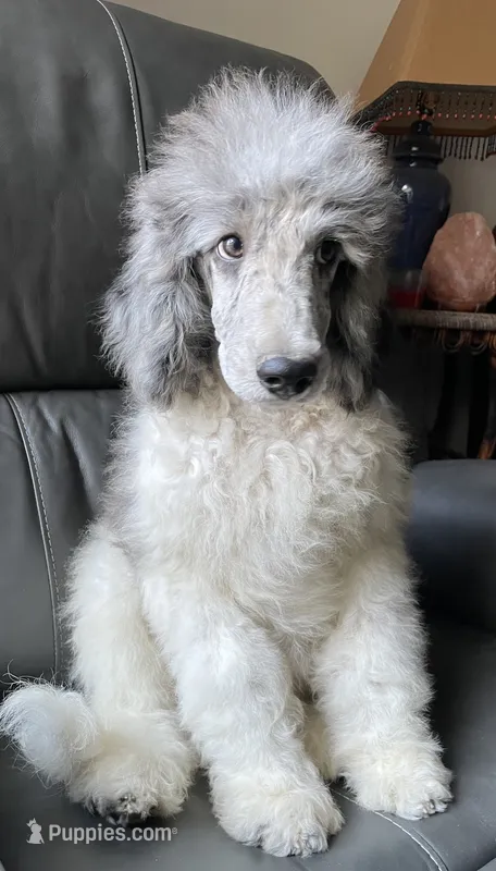 Jules – Poodle - Standard  puppy for sale in Malvern, AR