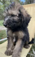 Juliet, a female Soft Coated Wheaten Terrier and Poodle - Standard  for sale in Malvern, AR – 4 of 7