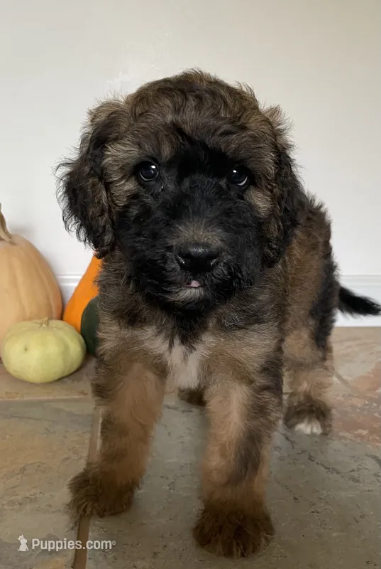Raphael – Soft Coated Wheaten Terrier, Poodle - Standard  puppy for sale in Malvern, AR