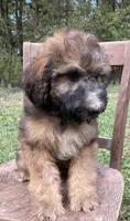 Raphael, a male Soft Coated Wheaten Terrier and Poodle - Standard  for sale in Malvern, AR – 2 of 8