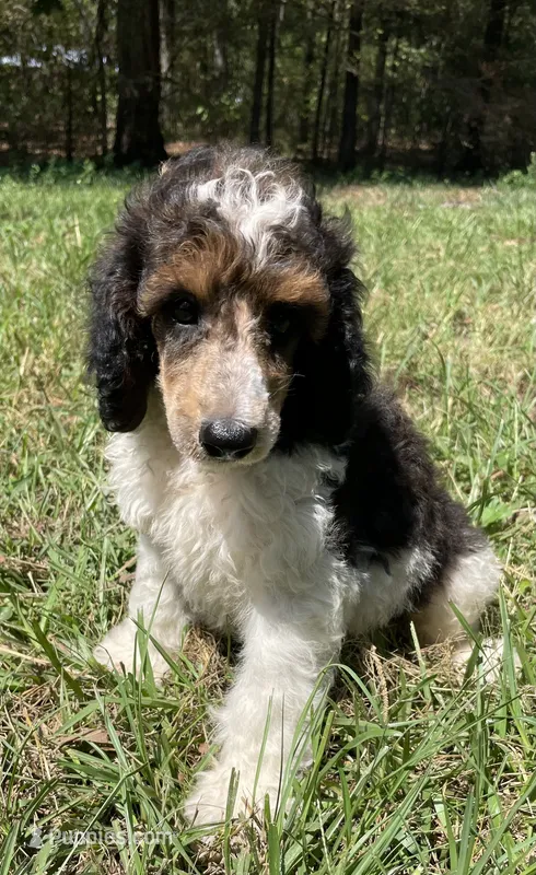 Remi – Poodle - Standard  puppy for sale in Malvern, AR