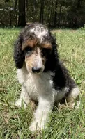 Remi, a male Poodle - Standard  for sale in Malvern, AR – 1 of 10