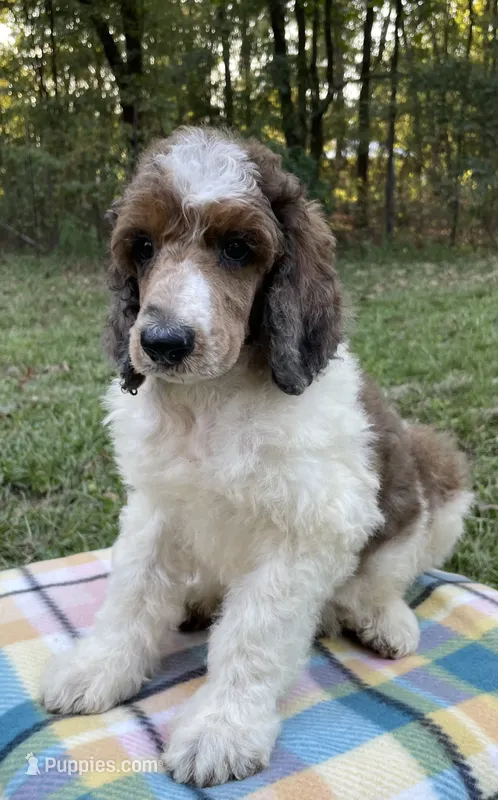 Pascal – Poodle - Standard  puppy for sale in Malvern, AR