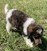 Remi, a male Poodle - Standard  for sale in Malvern, AR – 8 of 10
